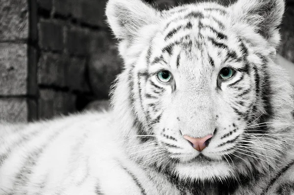 Tigre Branco de Bengala — Fotografia de Stock