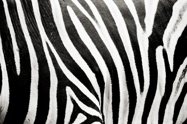 Zebra skin pattern