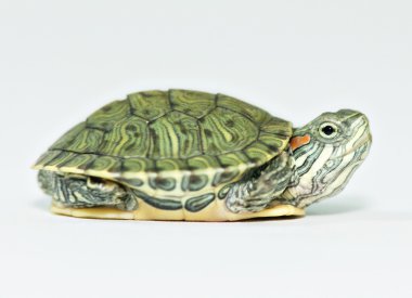 Küçük yeşil kaplumbağa