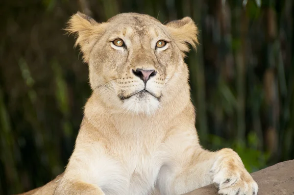 A leoa close-up — Fotografia de Stock