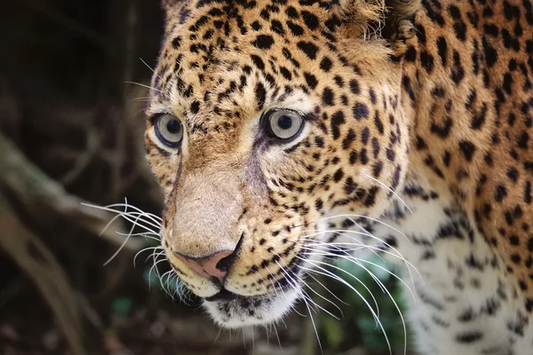 O leopardo close-up — Fotografia de Stock
