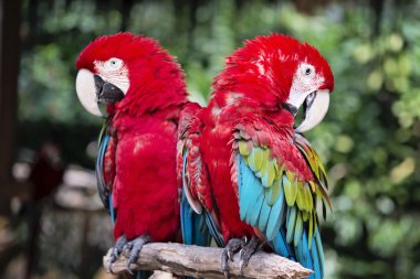 İki kırmızı Amerika papağanı