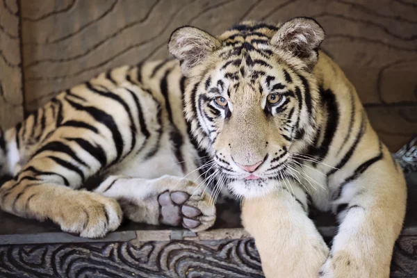 Um filhote de tigre — Fotografia de Stock