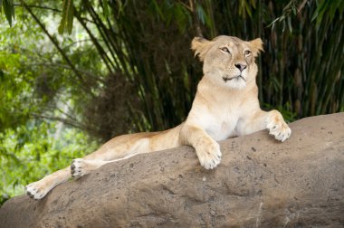 Güçlü dişi aslan