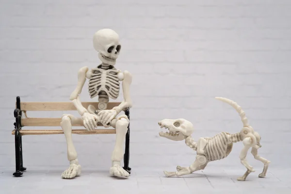 İskelet köpek ve ana