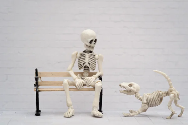 Skeleton dog and master — Stock Photo, Image