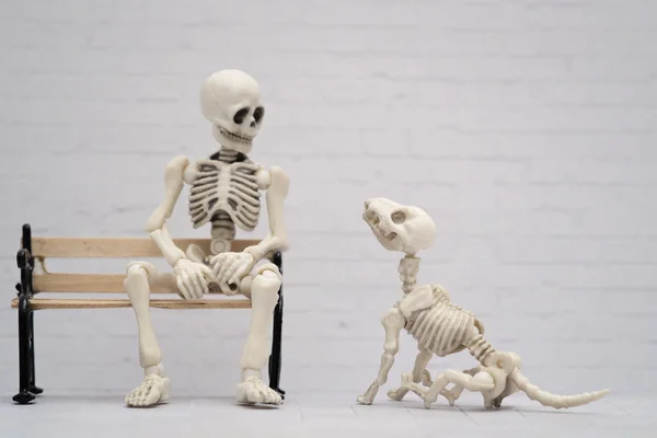 Skeleton dog and master — Stock Photo, Image