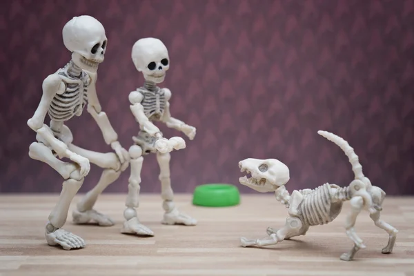 Esqueleto perro y maestro — Foto de Stock