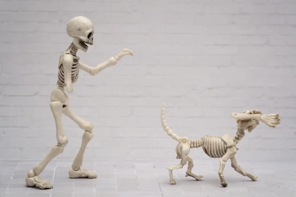 Skeleton dog playing with skeleton — Stock Photo, Image