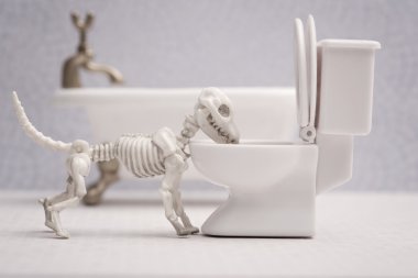 Kötü iskelet köpek