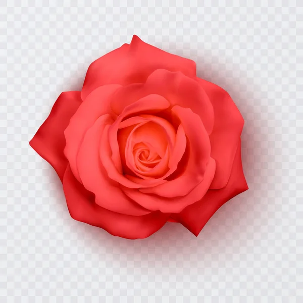 Gyönyörű vörös rózsa elszigetelt fehér háttérrel. Fényképes-realisztikus gradiens háló vektor eps 10 illusztráció. — Stock Vector