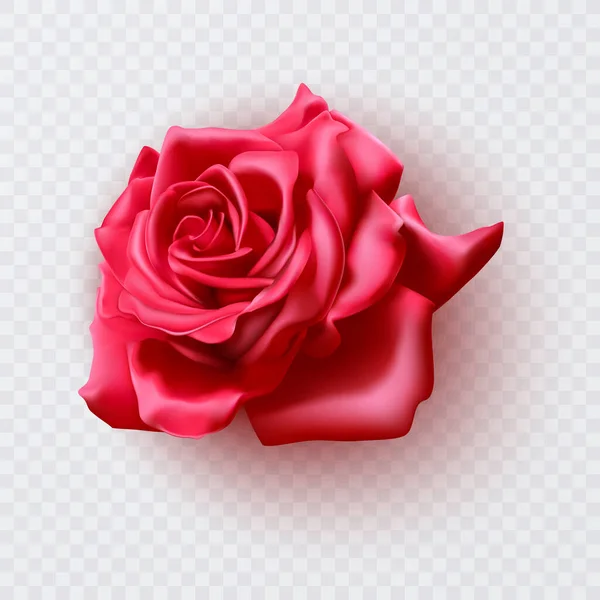 Hermosa Rosa Roja Aislada Sobre Fondo Blanco Foto Realista Gradiente — Vector de stock