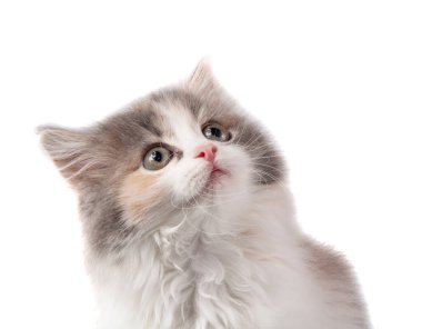 Şirin pofuduk kedi yavrusu beyazın üzerinde farklı parlak bir renk