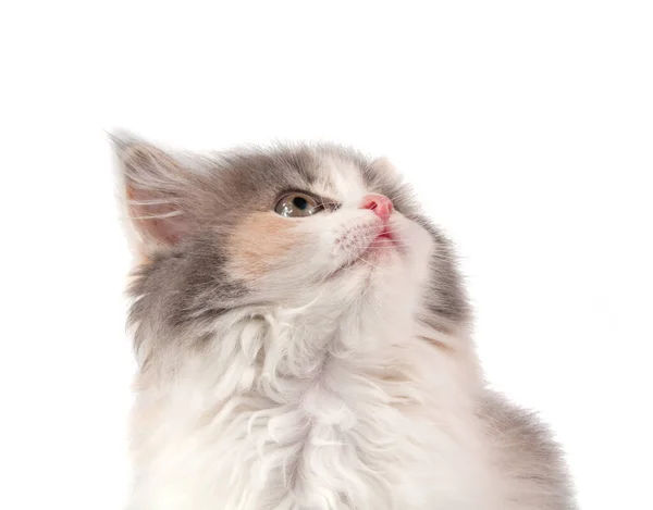 かわいいふわふわ子猫異なる明るい色上の白 — ストック写真