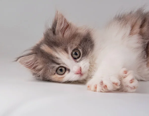 Niedliche Flauschige Kätzchen Verschiedene Helle Farbe Auf Dem Weißen — Stockfoto