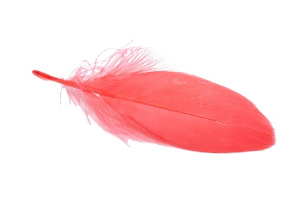 Pluma Pájaro Decorativa Esponjosa Roja Aislada Blanco —  Fotos de Stock