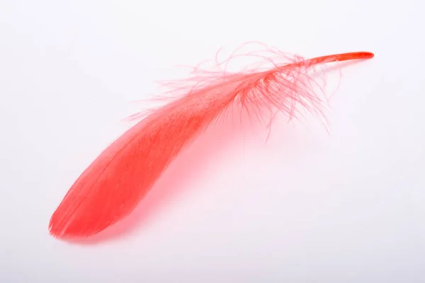 Red Fluffy Decorative Bird Feather Isolated White — Stock Photo, Image