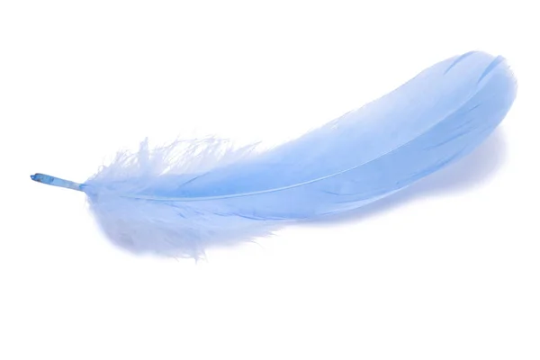 Blauwe Pluizige Veer Geïsoleerd Witte — Stockfoto