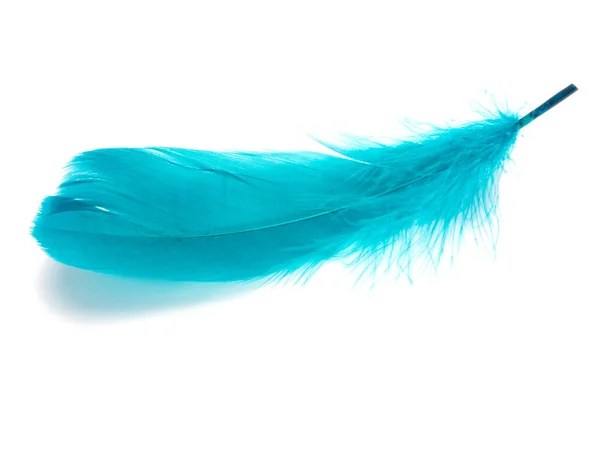 Plumes Pelucheuses Bleues Isolées Sur Blanc — Photo