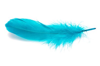 Mavi tüylü tüy beyazda izole edilmiş.