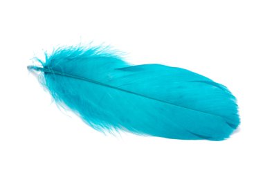 Mavi tüylü tüy beyazda izole edilmiş.