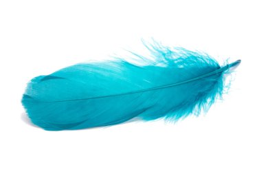 Blue fluffy feather isolated on the white clipart