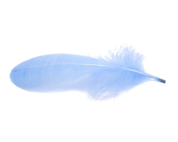 Blå Fluffig Fjäder Isolerad Den Vita — Stockfoto