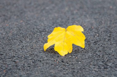 Islak asfaltta sarı yaprak. Sonbahar geliyor..