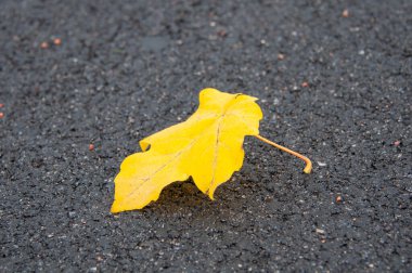 Islak asfaltta sarı yaprak. Sonbahar geliyor..
