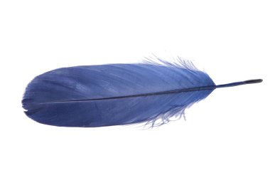 Koyu mavi tüylü tüy beyazda izole edilmiş.