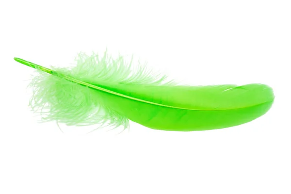 Green Fluffy Feather Isolated White — Stock Photo, Image