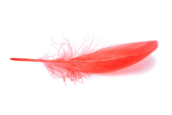 Red Fluffy Feather Isolated White — 스톡 사진