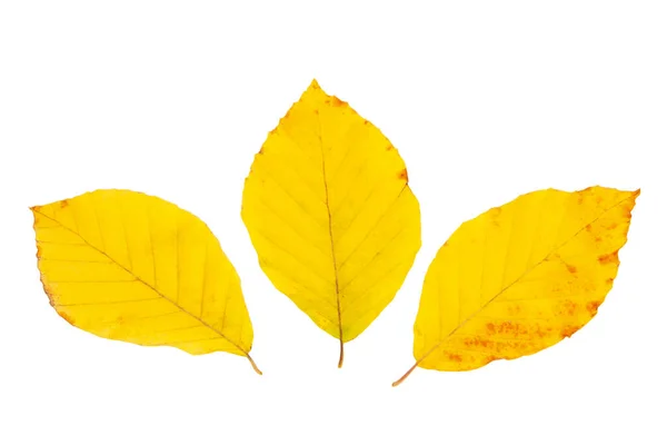 Yellow Autumn Leaf Isolated White — Stock Photo, Image