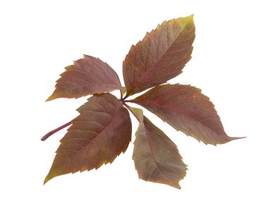 Sonbahar ağacı yaprağı beyazın üzerinde izole edilmiş.