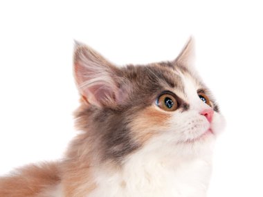 Parlak güzel kedi portresi beyaza izole edilmiş.