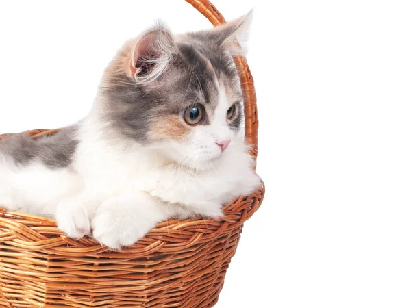 Helle Flauschige Kätzchen Katze Korb Isoliert Auf Der Weißen — Stockfoto