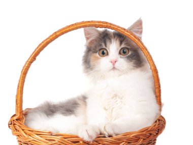 Beyaz sepetteki parlak tüylü kedi yavrusu.
