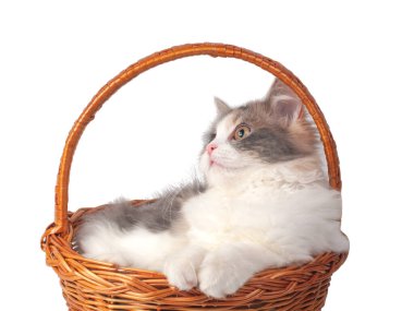 Beyaz sepetteki parlak tüylü kedi yavrusu.