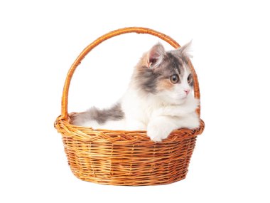 Beyaz sepetteki parlak tüylü kedi yavrusu.