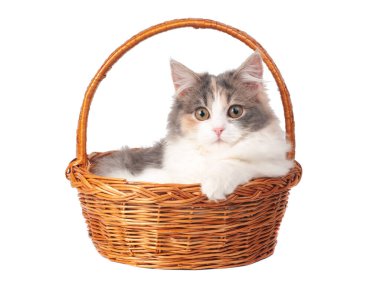 Beyaz sepetteki parlak tüylü kedi yavrusu.
