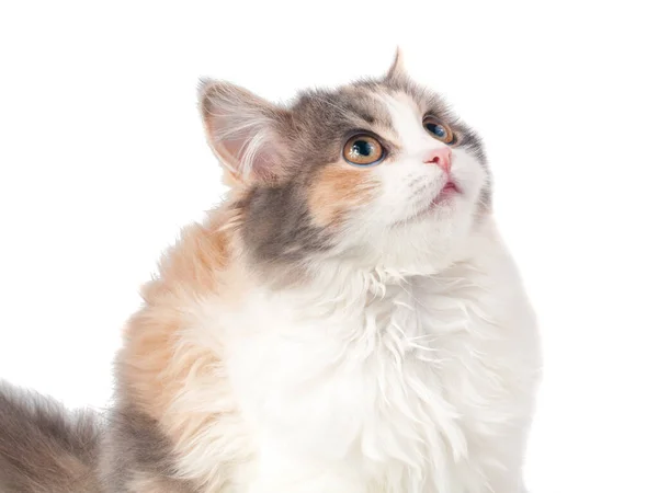 Helder Pluizig Katje Portret Geïsoleerd Witte — Stockfoto