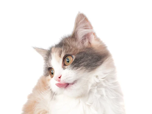 Ljust Fluffigt Kattporträtt Isolerat Det Vita — Stockfoto