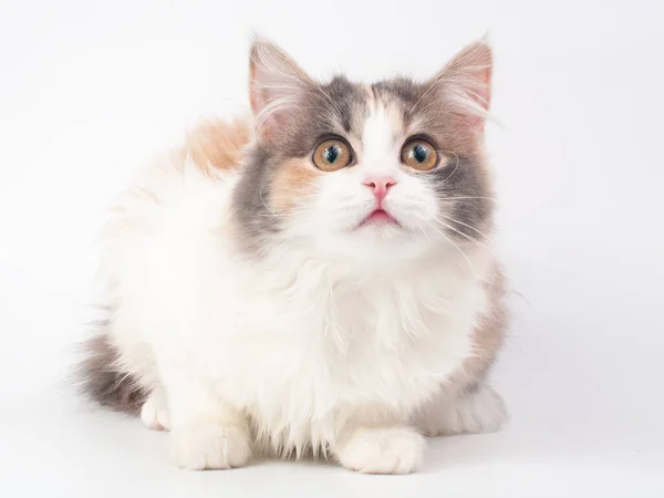 Schattig Pluizig Kitten Witte Achtergrond — Stockfoto