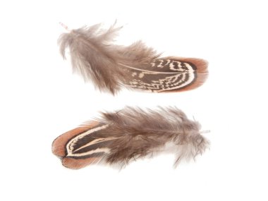 Dekoratif renkli sülün tüyü beyaz arka planda izole edilmiş.