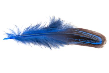 Dekoratif renkli sülün tüyü beyaz arka planda izole edilmiş.