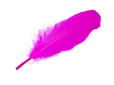Beyaz arkaplanda pembe dekoratif kuş tüyü izole edilmiş.