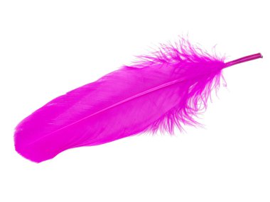 Beyaz arkaplanda pembe dekoratif kuş tüyü izole edilmiş.
