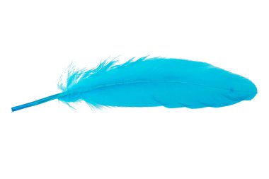 Dekoratif mavi kuş tüyü beyaz arkaplanda izole edilmiş.