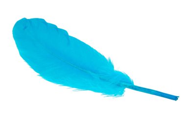 Dekoratif mavi kuş tüyü beyaz arkaplanda izole edilmiş.