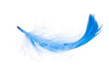 Beyaz arkaplanda yalıtılmış zarif mavi tüy